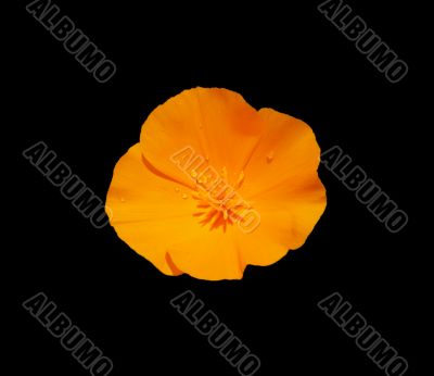 California Poppy after the rain California Poppy after the rain