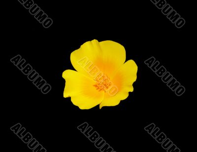 Mexican Poppy Mexican Poppy