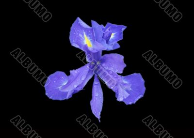 Purple Iris Purple Iris