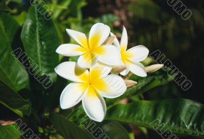Plumeria Acutifolia Flowers Plumeria Acutifolia Flowers