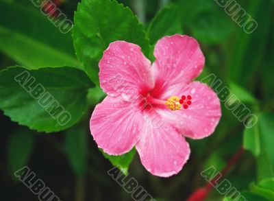 Tropical Hibiscus