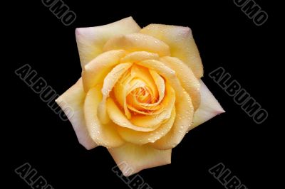 Yellow Rose Yellow Rose