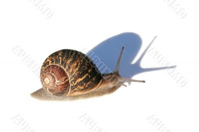 Snail with Shadow