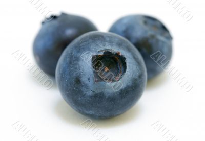 Blueberries trio Blueberries trio