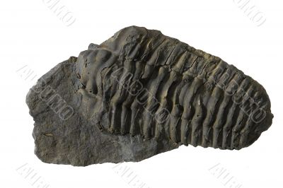 Trilobite fossil