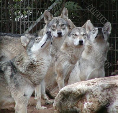 Wolf pack waiting for their prey