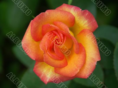 alpine rose 01