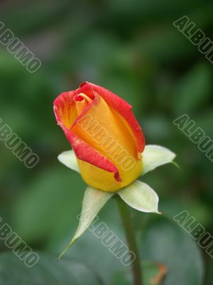 alpine rose 02
