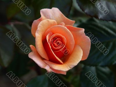 alpine rose 03