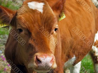 cow`s nose closeup
