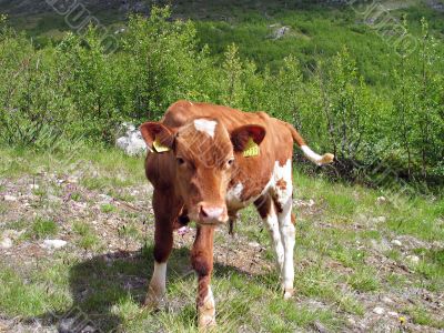 calf with eartags