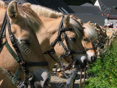 Brown norwegian horses