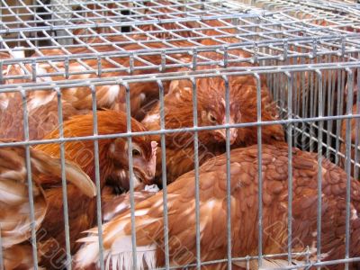 Hens at the market