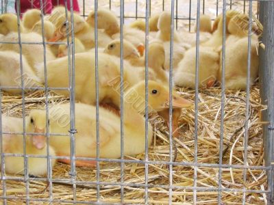 Ducklings at a local market