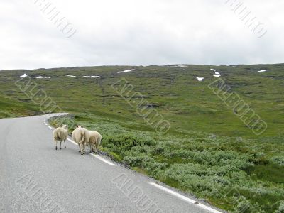 sheep trip