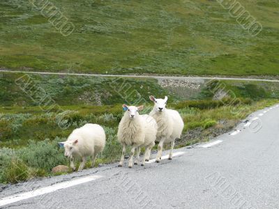 roadside pasture