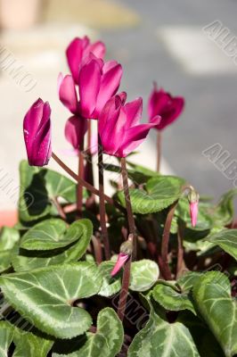 Cyclamen