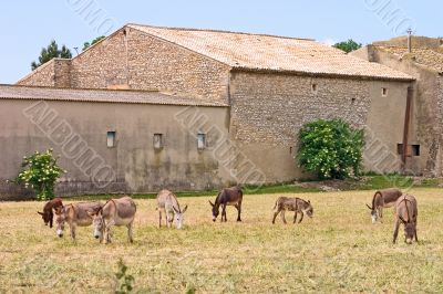 Grazing donkeys