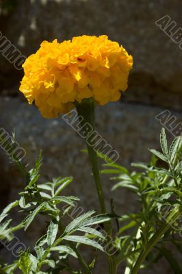 Marigold