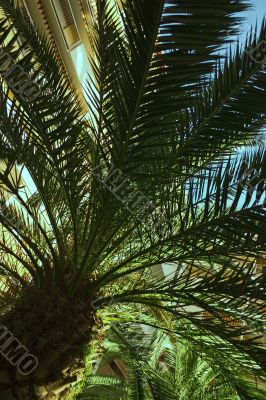 Backlit palm tree