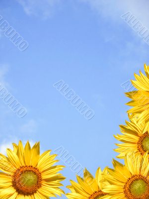 Sunflower frame