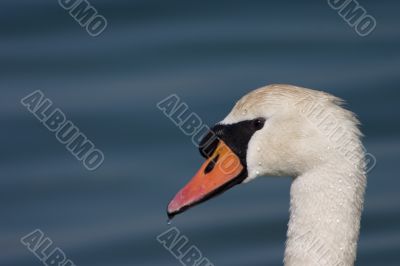 Swan in profile