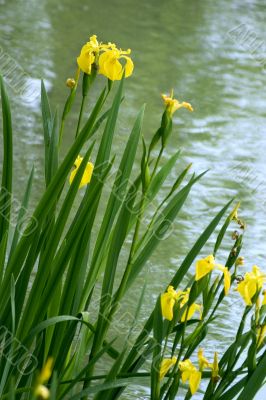 Wild yellow iris