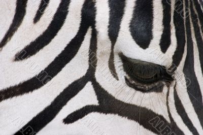 Zebra abstract