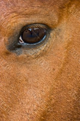 horse eye