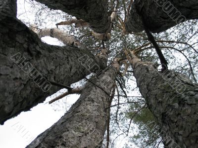 five trees five trees