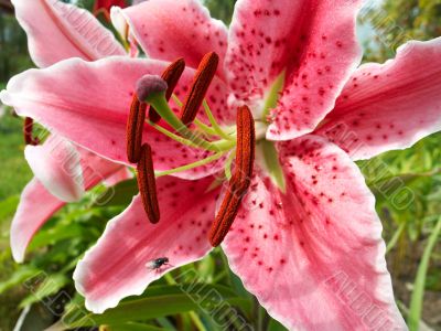 fly on a lily`s petal