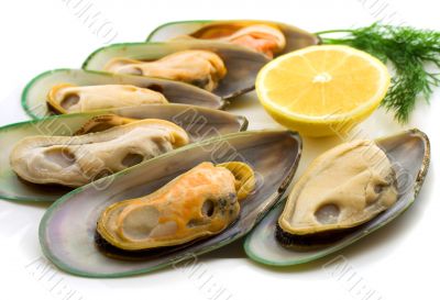 New Zealand green mussels