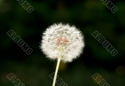 Dandelion