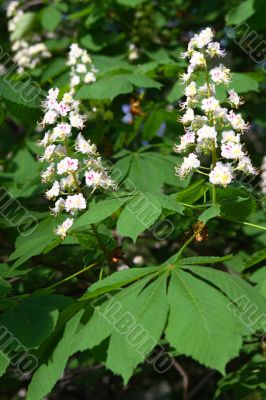 Chestnut flowers