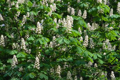 Chestnut tree Chestnut tree