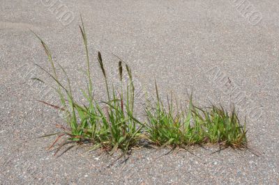Grass on asphalt Grass on asphalt