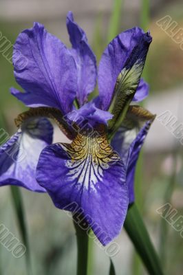 Iris flower