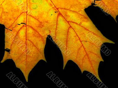 Maple leaf close-up