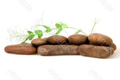 Plant among stones