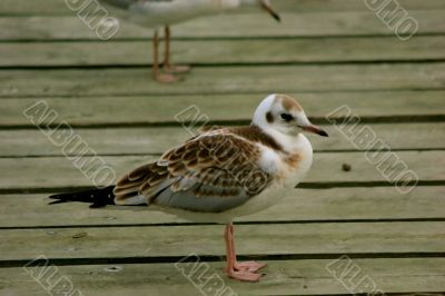 The young seagull The young seagull