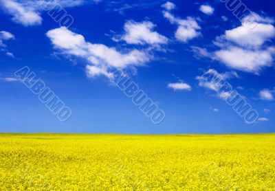 yellow field yellow field