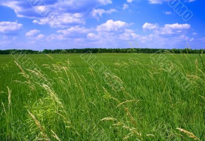 green landscape