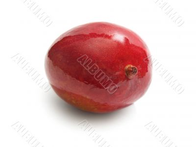 mango fruit