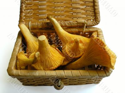 Orange mushrooms (Cantharellus cibarius) in basket