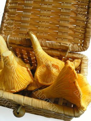 Edible orange funguss