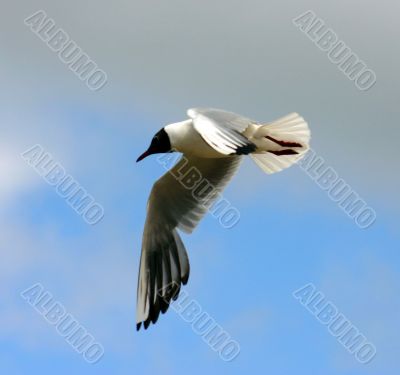 The Sea gull. The Sea gull.