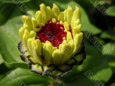 Flower Flower