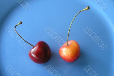 Cherry duet on blue plate
