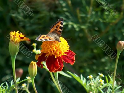 Butterfly on flower