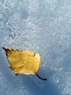 Autumn leaf on snow